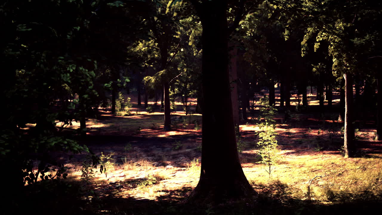 숲의 나무들을 가로질러 아지는 빛