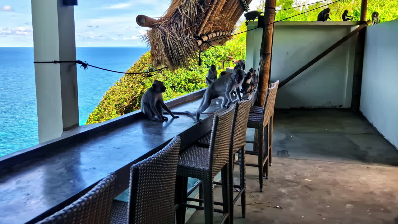 Ocean view restaurant Nyang beach bar Bali young monkeys wildlife Indonesia spot