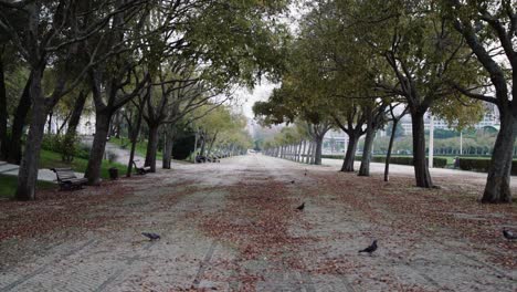 Parque-Con-Pájaros-Y-Hojas-En-El-Suelo