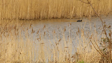 wide shot of coot surfacing from underwater at a wetland nature reserve on the river ant at the norfolk broads