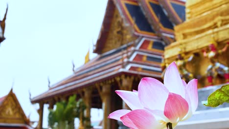 lotus flower with temple backdrop in bangkok