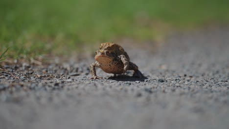 Un-Sapo-Hembra-Que-Lleva-Un-Sapo-Macho-En-La-época-De-La-Migración-De-Primavera