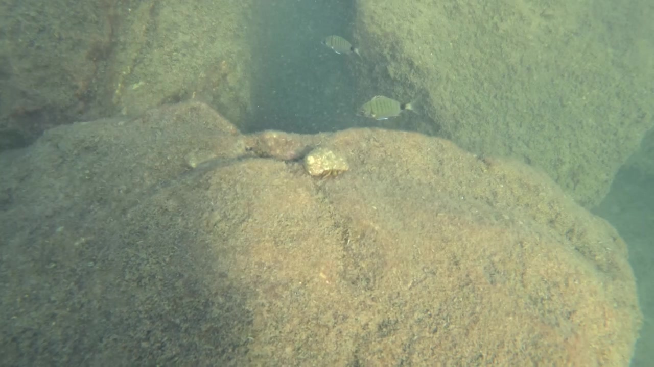 Underwater close-up of a rugged, algae-covered rock formation on the seabed, Golfe-Juan, France