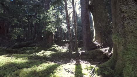 Goteo-De-Rayos-De-Luz-De-La-Selva-Tropical