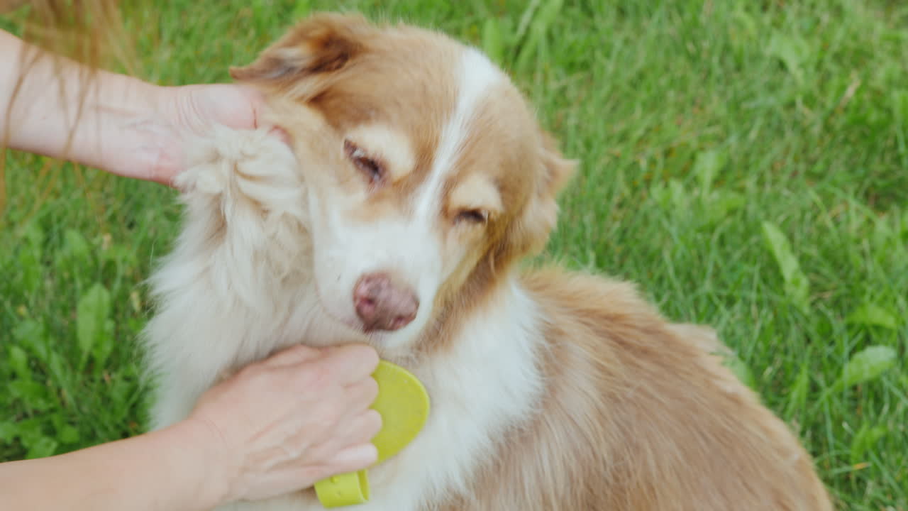 강아지의 양털을 빗고 있는 주인