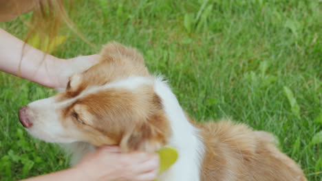 the owner combing the wool from his dog