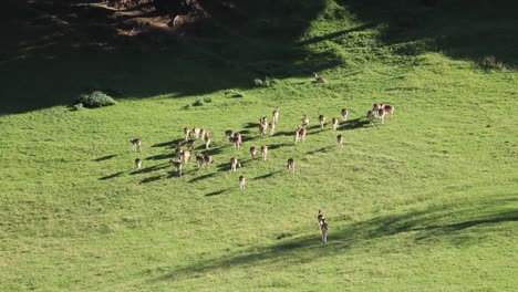 group of animals running away on the big green meadow