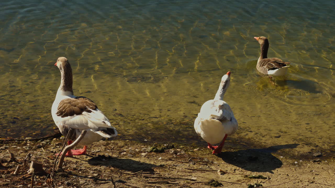 Aves silvestres (gansos y patos) cerca del agua de un estanque o lago en un día soleado con luz del sol, fauna silvestre, naturaleza