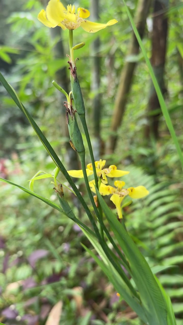 Fiori di Iris Giallo che sbocciano in una rigogliosa foresta tropicale