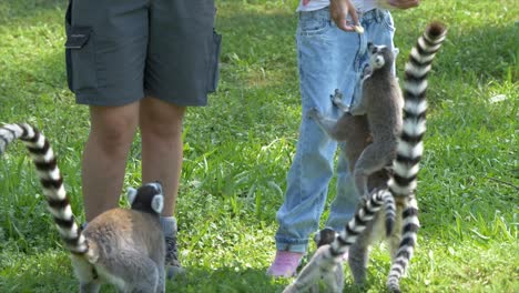 group of cute suricata meerkats feeding by farmer on grass field in wilderness