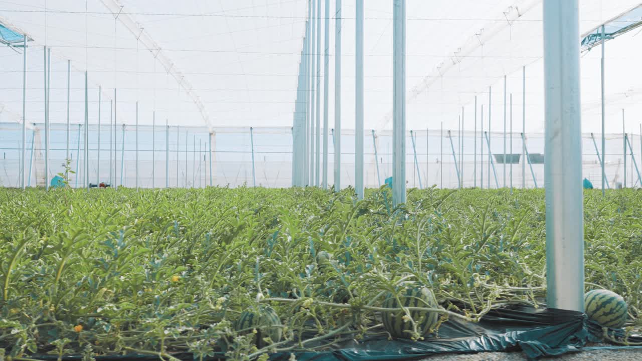Watermelon growing in greenhouse: lush plants and ripe fruits