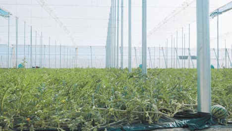 watermelon growing in greenhouse: lush plants and ripe fruits