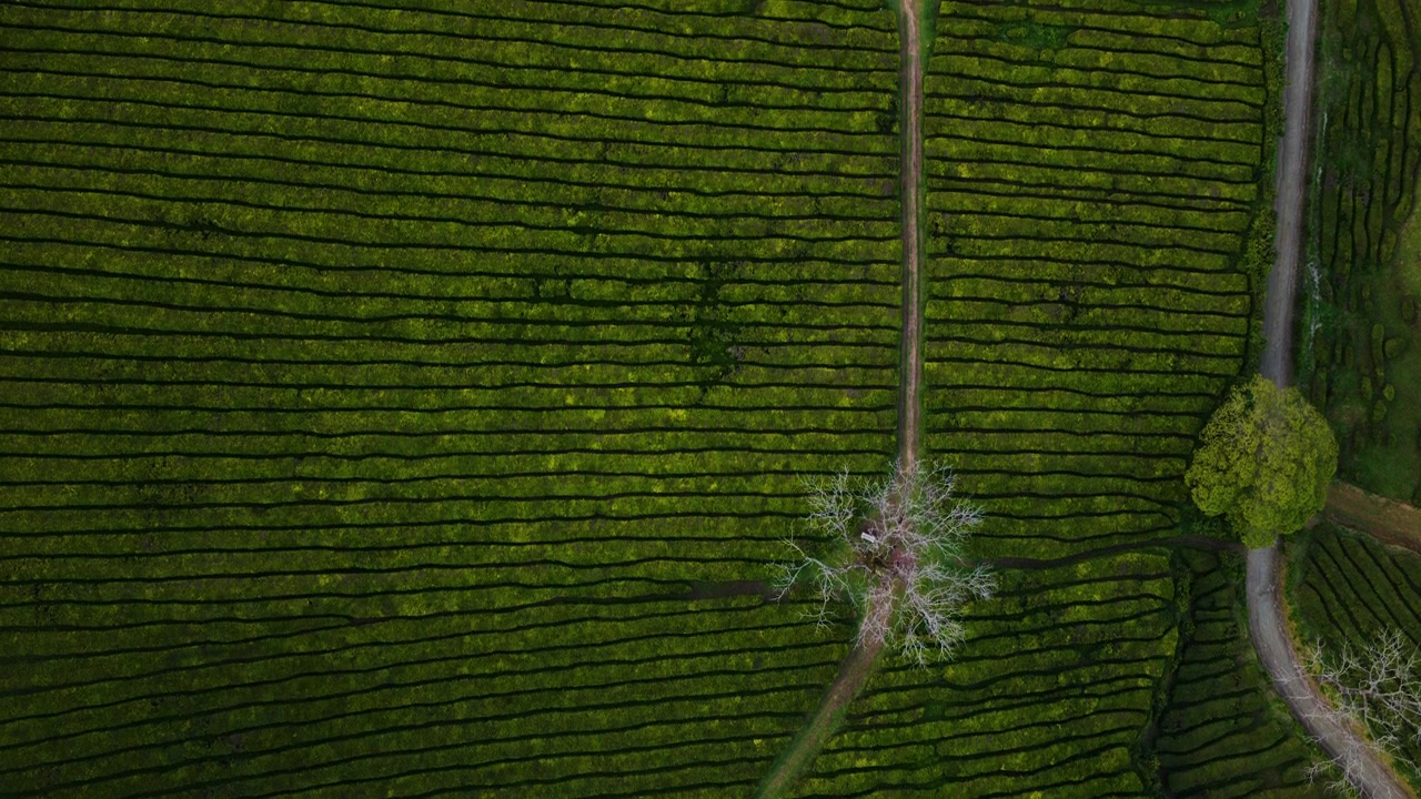 Top View Of Green Tea Bushes Covering The Historic Gorreana Tea Plantation On São Miguel Island In The Azores, Portugal. Aerial Shot