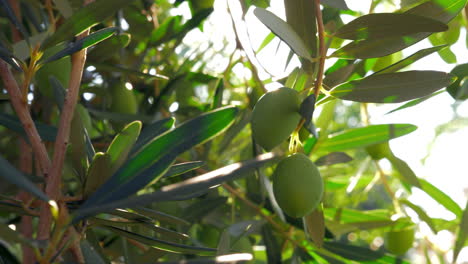 Ramita-De-Olivo-Verde-En-El-Jardín-Mediterráneo