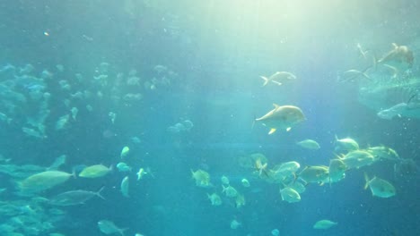 diverse marine life swimming in a large aquarium