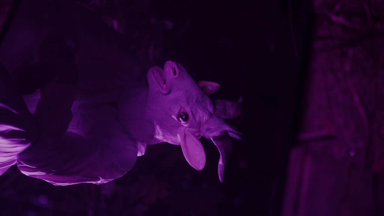 Purple Goat Mask in Dark Setting