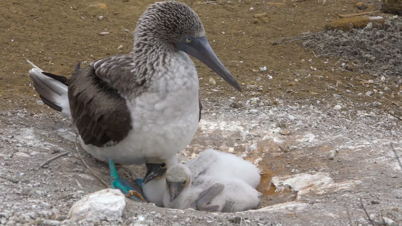 에콰도르 갈라파고스 제도의 새끼 병아리와 함께 둥지에 앉아 있는 파란 발부비