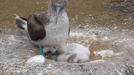 a blue footed booby sits on its nest with baby chicks in the galapagos islands ecuador