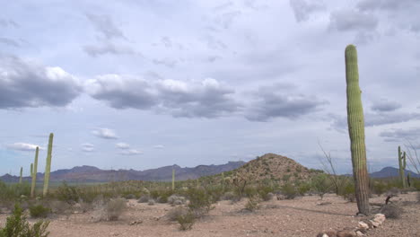 Saguaro-Kakteen-Nahe-Der-Grenze-Zwischen-Den-Vereinigten-Staaten-Und-Mexiko