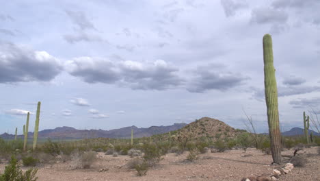 cactus saguaro cerca de la frontera de estados unidos y méxico