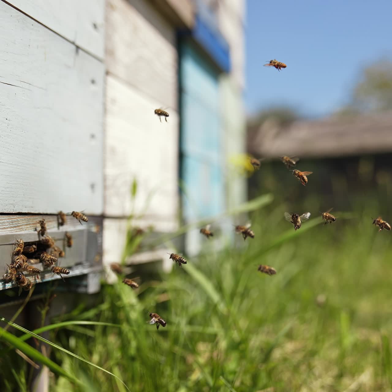 Busy bees flying into wooden beehive box. Swarm of honey bees flying in and out the beehive in summer day. Honey bees at the entrance of a hive. Slow motion