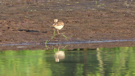 A-killdeer-preening-its-feathers-on-the-bank-of-a-pond