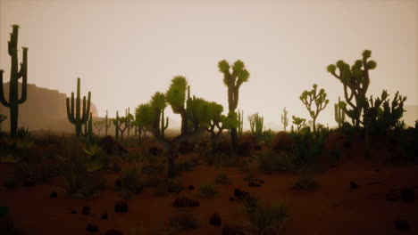 noche en el parque nacional saguaro en el desierto de arizona