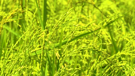 close-up static shot of green rice fields, paddy, in bangladesh