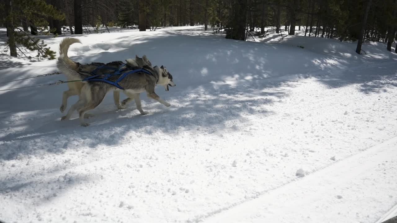 montando a lo largo de perros de plomo en un equipo de trineos tirados por perros durante una carrera, slowmo