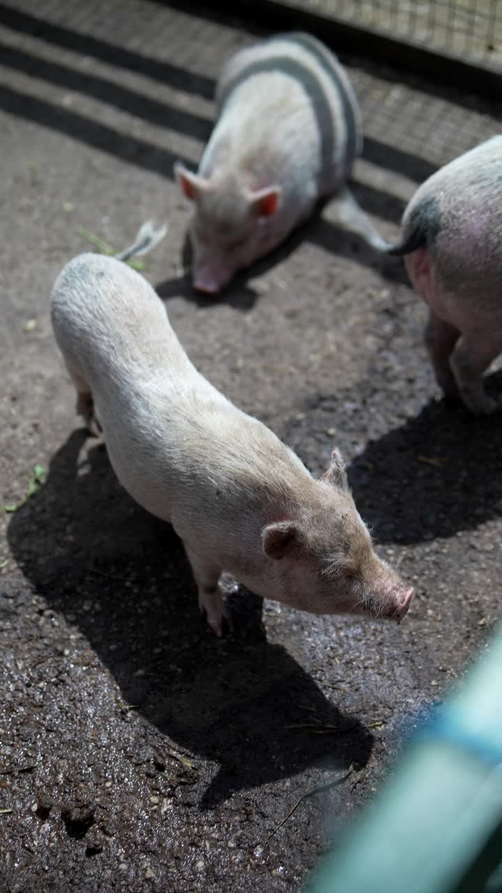 창고에 힌 돼지
