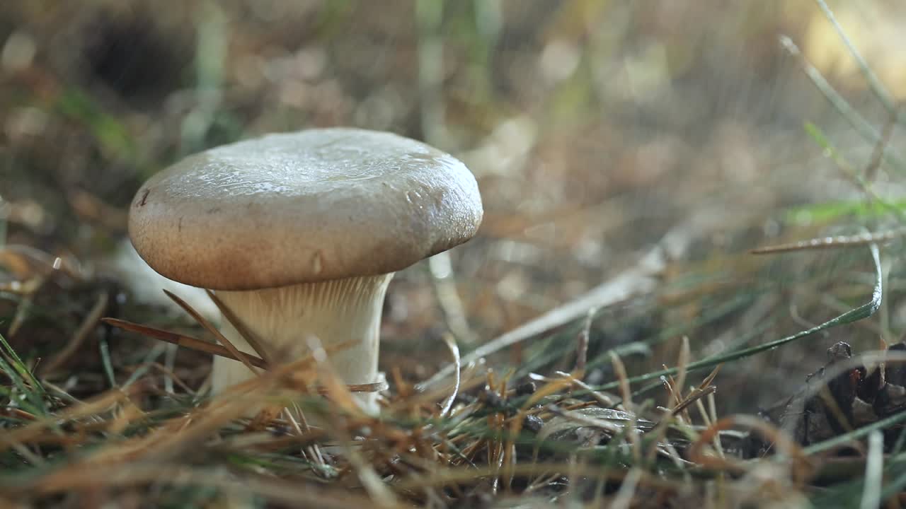 un boleto de hongo en un bosque soleado bajo la lluvia.