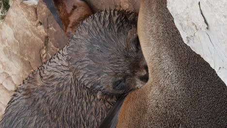 Nueva-Zelanda-Cachorro-De-Lobo-Marino-Amamantando-La-Leche-De-La-Madre-Lactante---Vertical