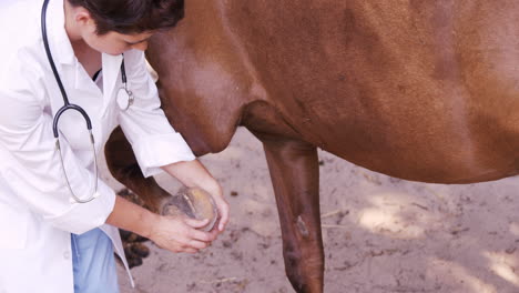 Veterinario-Examinando-Los-Cascos-De-Un-Caballo