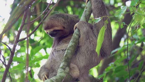 cute sloth scratches itchy leg while perched in jungle tree branch