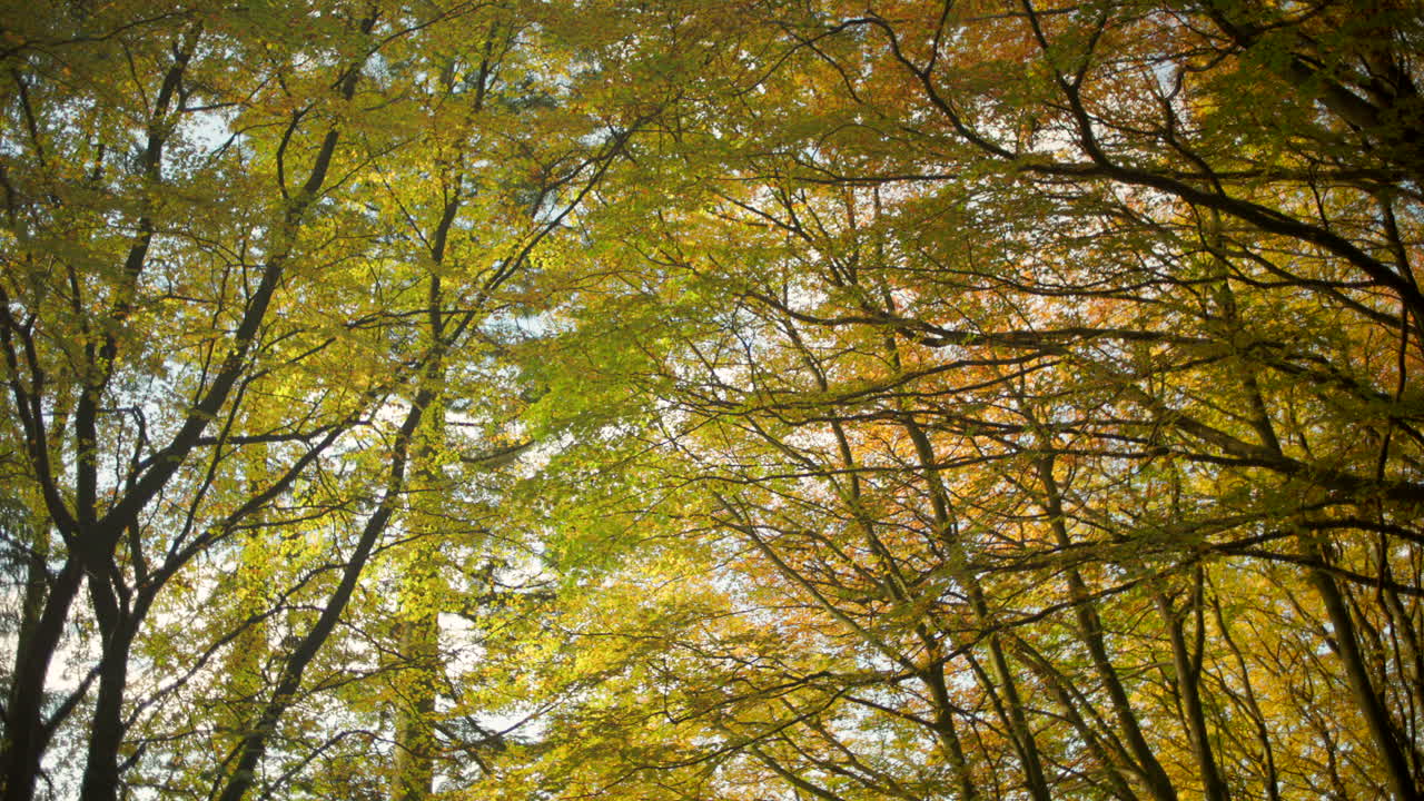 Tree canopies with beautifully colored fall foliage