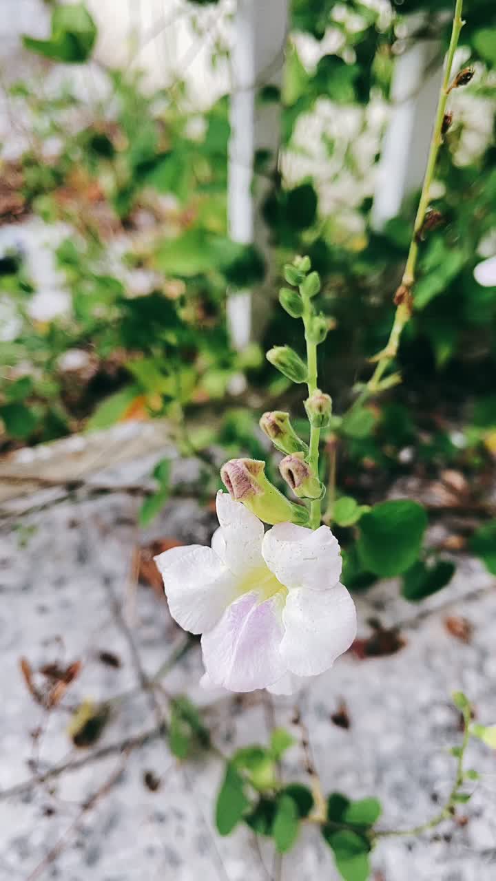 작은  꽃의 클로즈업