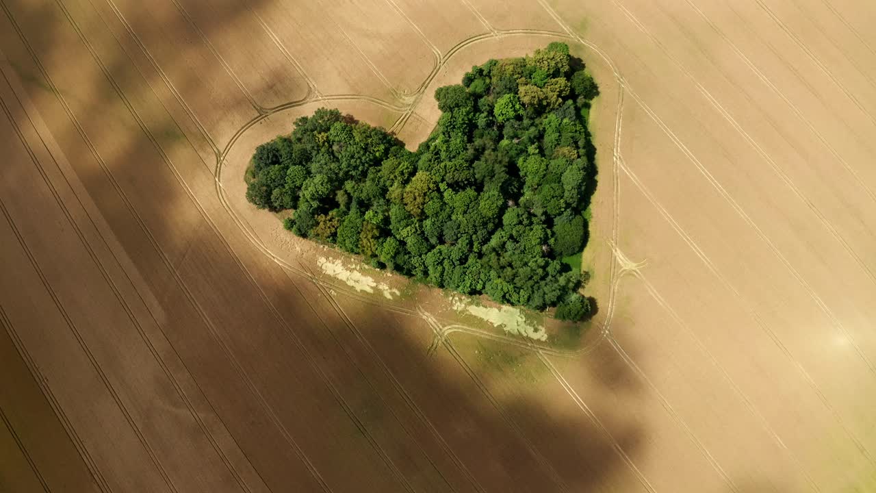zagajnik milosci - árboles forestales en forma de corazón en un campo agrícola en skarszyn, polonia