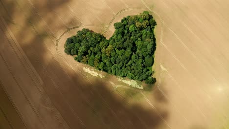 zagajnik milosci - heart-shaped forest trees on agricultural field in skarszyn, poland