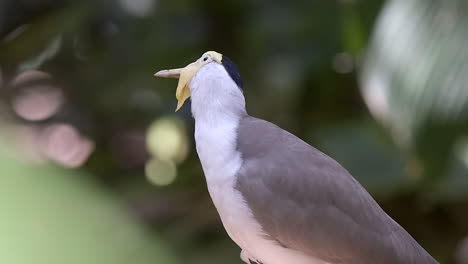 a beautiful yellow bearded masked lapwing looking at something and staring at another bird curiously - close up, side view