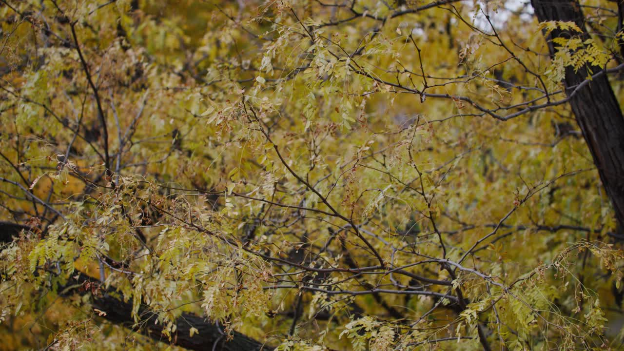 Slow motion showcases the quiet beauty of nature’s transition from fall to winter