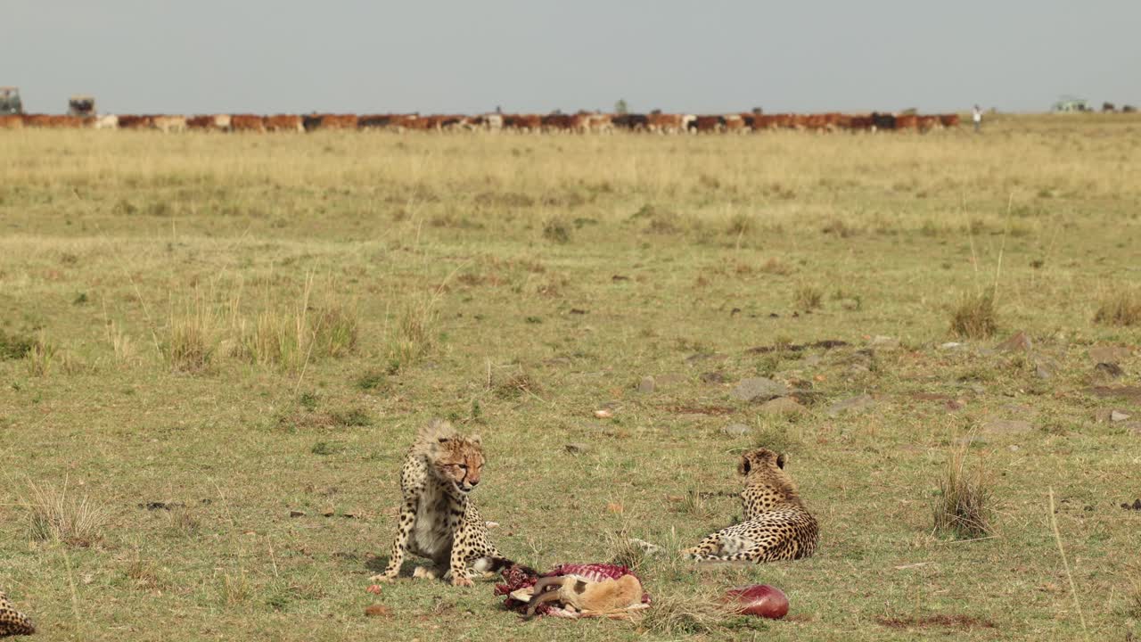 tres guepardos en una matanza mientras el ganado pasa detrás y un vehículo de safari se acerca en masai mara, kenia