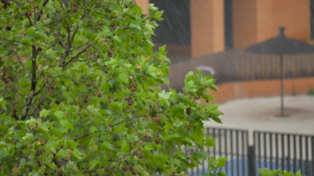 A shot of a tree in a rainy and windy day, with a swimming pool at the background