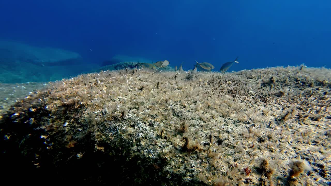 Marineliv under vann og algeformasjoner på solfylt steinete rev i krystallklart Middelhavsvann nær Gozo, Malta, en rolig sommerdag, fanget fra et vidvinkelperspektiv med lav synsvinkel