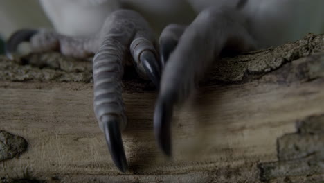 close-up of bird talons gripping a branch