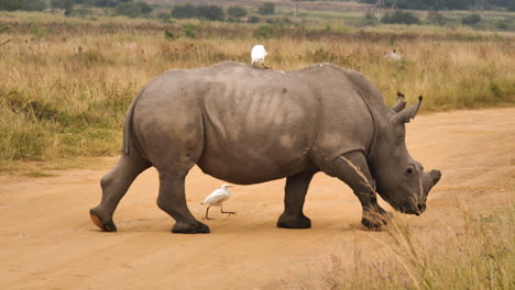 white rhino crosses dirt road between grassland while cattle egret sits on back