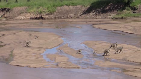 troop of baboon walking left to right through a riverbed, medium to long shot, view from above