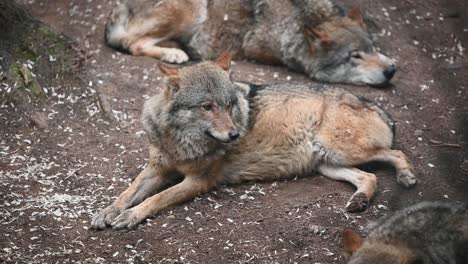 pack of eurasian grey wolves resting in the zoo enclosure