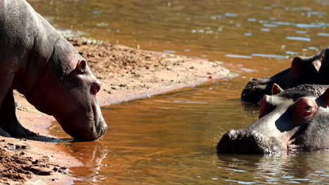 young hippo standing at water's edge takes sip near submerged parents, telephoto