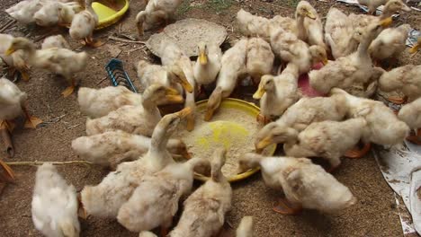 White-domesticated-flock-of-Pekin-ducks-feeding-on-poultry