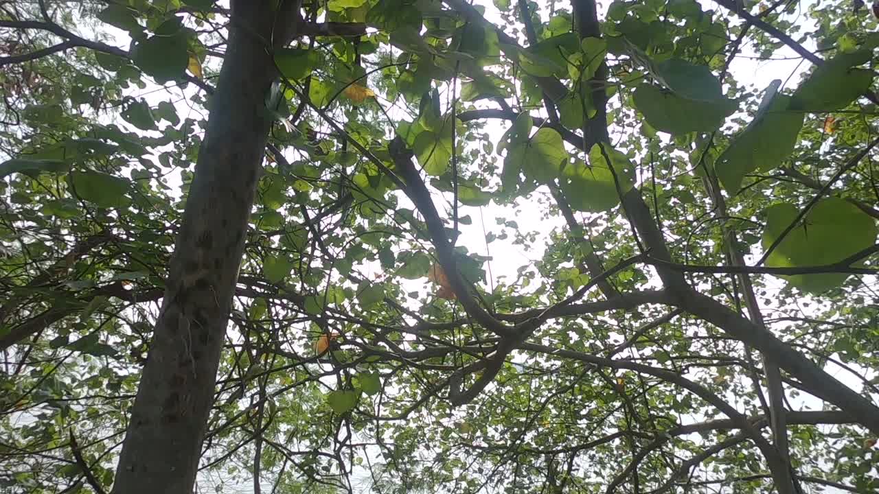 숲을 통해 바다를 보며, 빛이 빛나고, 위로 는 장면